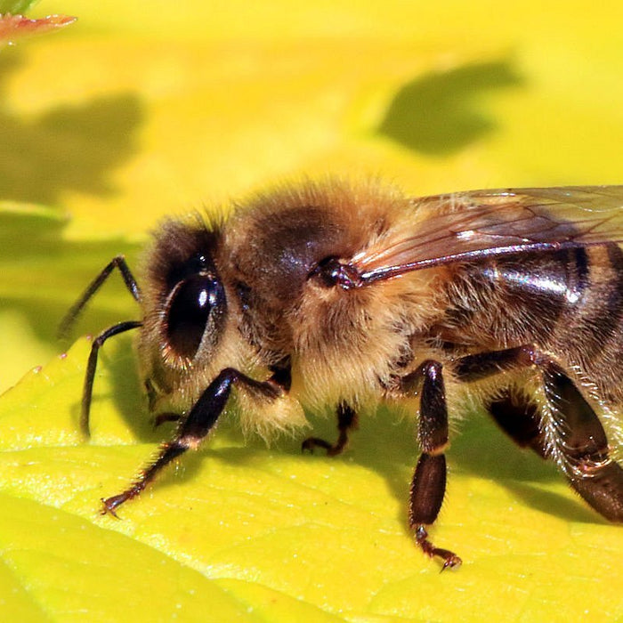 April 2020 Bee Update